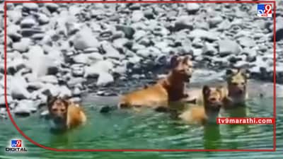 Amravati Tiger | अमरावतीचे मेळघाट वनपरिक्षेत्र, साडेचारशेवर अधिक पाणवठे; विविध प्राण्यांची गणना, वाघ, बिबट्यांचे दर्शन