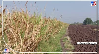 Parbhani : यंदाच्या हंगामात क्षमतेपेक्षा जास्त ऊसाचे गाळप, ऊस उत्पादकांवर मात्र चिंतेचे ढग कायम