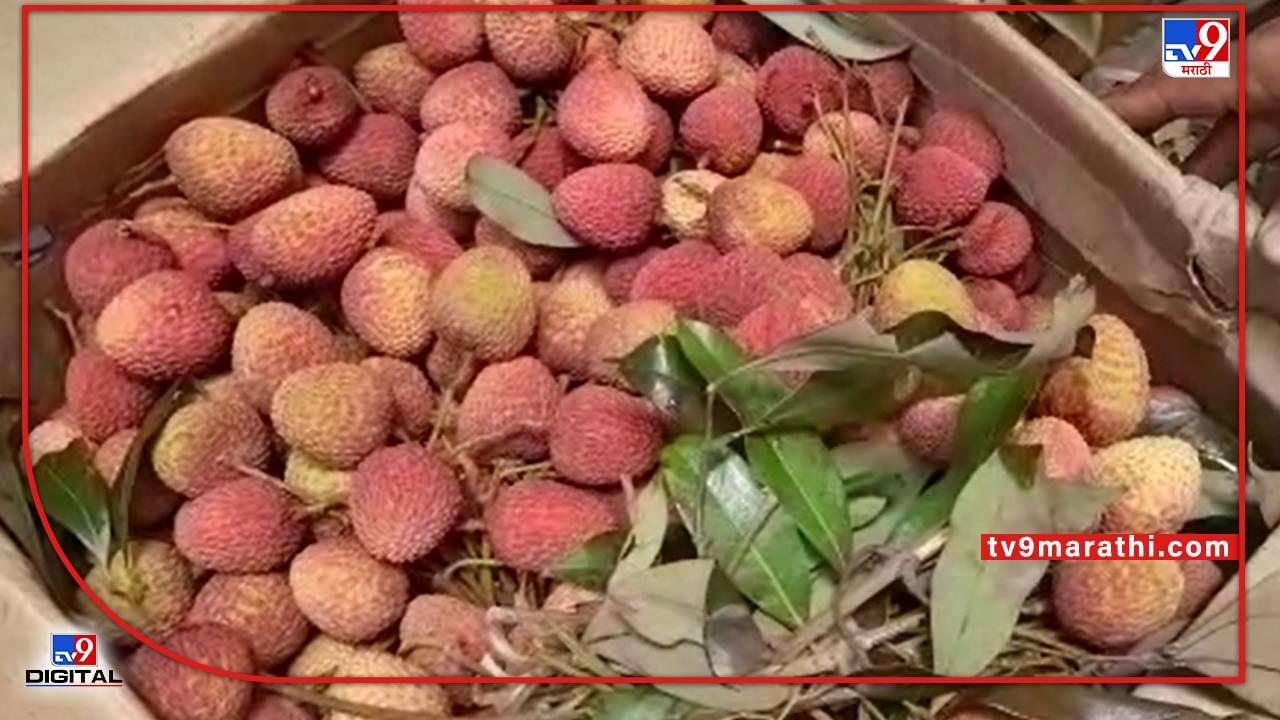 Lichi Fruit : हवाई मार्गाने 'लिची'चा गोडवा मुंबई मार्केटमध्ये, आवक सुरु होताच बाजारपेठेचे बदलले चित्र
