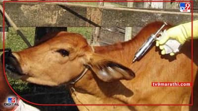 Central Government : जनावरांवरील उपचार आता गावातच, केंद्राचा निधी राज्यांकडून अंमलबजावणी