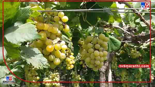Grape : पावसाळा तोंडावर तरीही द्राक्षाचे घड बागांवरच, निसर्गाचा लहरीपणा त्यात व्यापाऱ्यांची खेळी