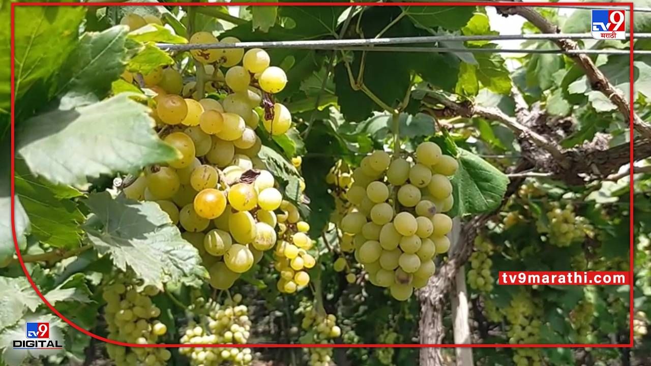 Grape : पावसाळा तोंडावर तरीही द्राक्षाचे घड बागांवरच, निसर्गाचा लहरीपणा त्यात व्यापाऱ्यांची 'खेळी'