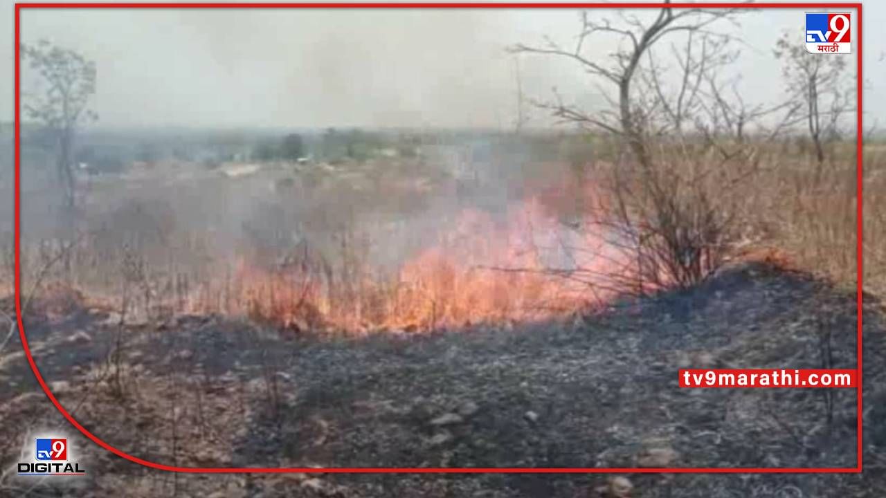 Buldana Fire | बुलडाण्यात सामाजिक वनीकरणच्या जंगलाला आग; शेकडो झाडे जळून खाक