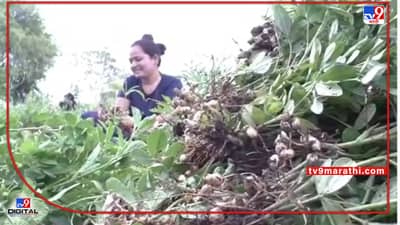 Nanded: वाढत्या उन्हामुळे भुईमूगाचे उत्पादन घटलं अन् मान्सूनपूर्व सरीने शेतकऱ्यांची तारांबळ उडाली