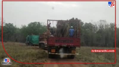Chandrapur Elephant | चंद्रपूरच्या ताडोबातील हत्ती निघाले गुजरातला; 4 नर आणि 2 मादी जामनगरच्या दिशेने