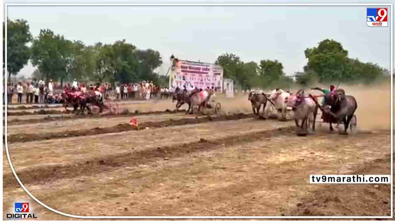 Pune Bullock cart racing : पश्चिम महाराष्ट्रातलं सर्वात मोठं रकमेचं मैदान..! पुण्यातल्या शेवाळेवाडीत भरली बैलगाडा शर्यत