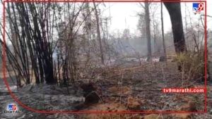 Chandrapur Fire | चंद्रपुरातल्या मामला जंगलात वणवा, शेकडो हेक्‍टर वनसंपदा आगीच्या विळख्यात; वन्यजीव, पशुपक्ष्यांना धोका