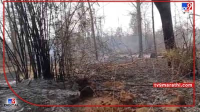 Chandrapur Fire | चंद्रपुरातल्या मामला जंगलात वणवा, शेकडो हेक्‍टर वनसंपदा आगीच्या विळख्यात; वन्यजीव, पशुपक्ष्यांना धोका