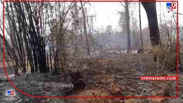 Chandrapur Fire | चंद्रपुरातल्या मामला जंगलात वणवा, शेकडो हेक्टर वनसंपदा आगीच्या विळख्यात; वन्यजीव, पशुपक्ष्यांना धोका