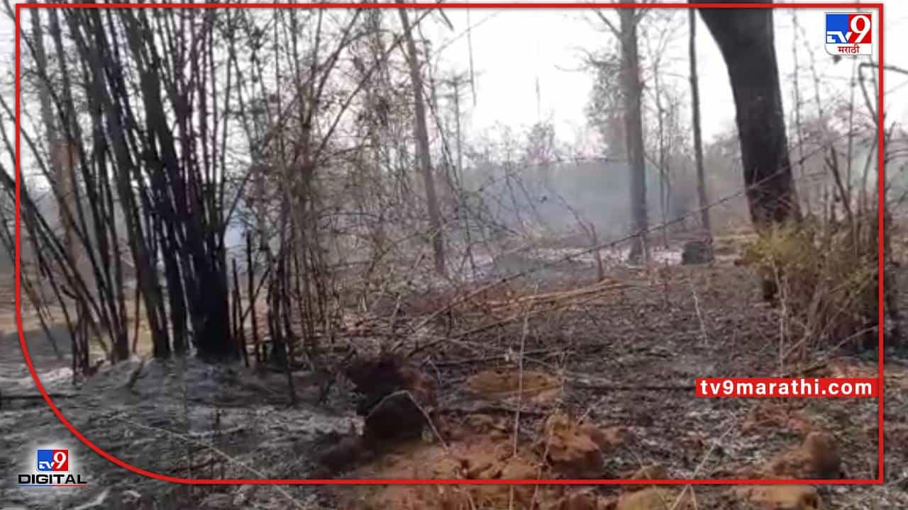 Chandrapur Fire | चंद्रपुरातल्या मामला जंगलात वणवा, शेकडो हेक्टर वनसंपदा आगीच्या विळख्यात; वन्यजीव, पशुपक्ष्यांना धोका