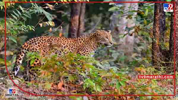 Bhimashankar Sanctuary : बिबट्या हद्दपार; बिबट्याचे वास्तव्य जुन्नर, आंबेगाव, खेड आणि शिरुर भागातील बागायतीत