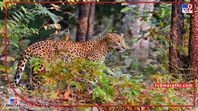 Bhimashankar Sanctuary : बिबट्या हद्दपार; बिबट्याचे वास्तव्य जुन्नर, आंबेगाव, खेड आणि शिरुर भागातील बागायतीत