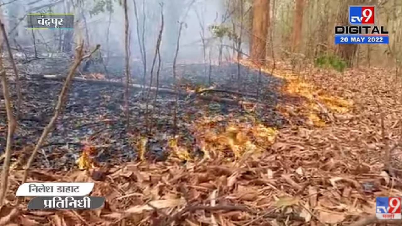 Chandrapur Forest Fire | चंद्रपुरच्या जंगलात वणवा, परिसरात धुरांचे लोट