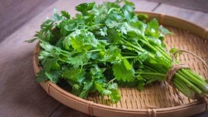 Green coriander | अशक्तपणापासून ते वाढलेले वजन कमी करण्यापर्यंत कोथिंबीर फायदेशीर, जाणून घ्या फायदे! 