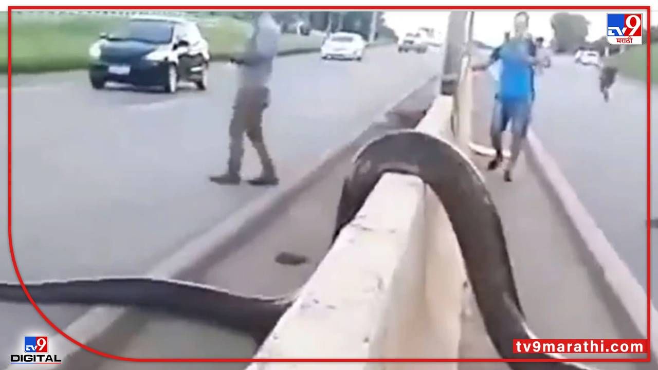 Video : जगातील सगळ्यात मोठ्या सापाचा रस्त्यावर मुक्त संचार, व्हीडिओ पाहून नेटकरी म्हणतात, प्रेरणादायी  व्हीडिओ, वाचा सविस्तर...