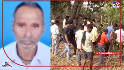 Chandrapur Tiger | चंद्रपुरात वाघाच्या हल्ल्यात वृद्ध ठार, छिन्नविछिन्न अवस्थेत सापडला जंगलात मृतदेह