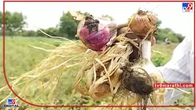 Beed : दुष्काळात तेरावा, दर घसरल्याने कांदा वावरातच, पावसामुळे उरली-सुरली आशाही मावळली