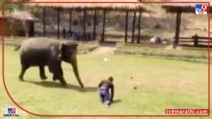 Video : उपकारांची परतफेड!, केअरटेकरला मारहाण, हत्ती मदतीला धावला, पाहा व्हीडिओ...