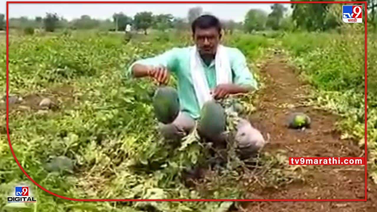 Nanded : हंगामी पिकेही बेभरवश्याची, कांद्याची तीच कलिंगडाची अवस्था, उत्पन्न सोडाच लाखोंचा फटका