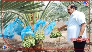 Eknath Khadse - नाथाभाऊंची बातच न्यारी, शेती-शिवारातही भरारी, 50 एकरात खजुराचे दमदार उत्पादन 