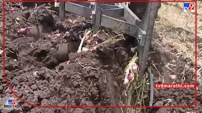Onion Crop : गतवर्षी भरघोस उत्पादन, यंदा मात्र कांद्याचा वांदा, 4 एकरावरील कांद्यावर फिरवला नांगर