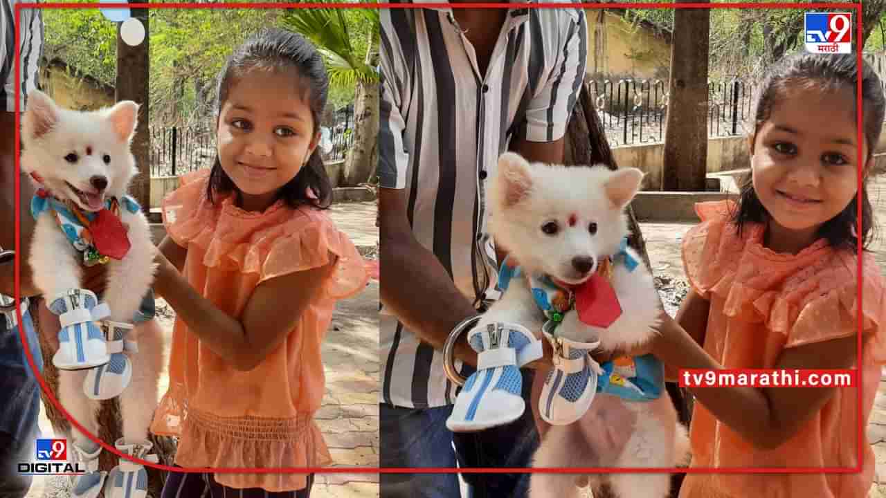 Nagpur Animal Costumes | नागपुरात रंगली पशू वेशभूषा स्पर्धा, आकर्षक वेशभूषा केलेल्या श्वानांचे कॅटवॉक