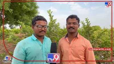 Madha : माढ्याचा पेरु पोहचला दिल्लीच्या बाजारात,उच्चशिक्षित भावांची पेरूची शेती; कमावले लाखो रूपये