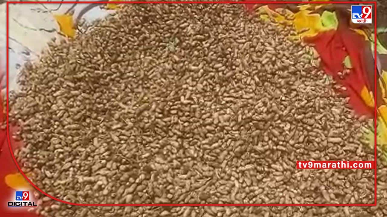 Nanded : शेंगतेलाचे दर गगणाला, भुईमूग मात्र कवडीमोलात, शेतकऱ्यांचा निर्धार येणार का कामी?