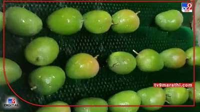 Mango Export : अमेरिकेच्या राष्ट्रध्यक्षांना भारतीय आंब्याची भुरळ, फळांचा राजा थेट व्हाईट हाऊसमध्ये..!