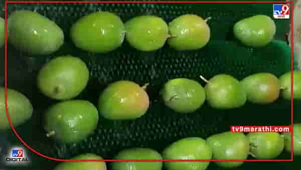 Mango Export : अमेरिकेच्या राष्ट्रध्यक्षांना भारतीय आंब्याची भुरळ, फळांचा राजा थेट व्हाईट हाऊसमध्ये..!