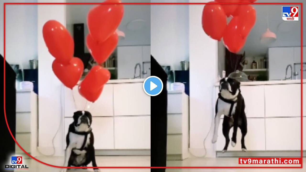 Video : कुत्र्याला फुगे बांधले, फुग्यासह कुत्रा हवेत, व्हीडिओ एकदा पाहाल तर पुन्हा-पुन्हा पाहाल...