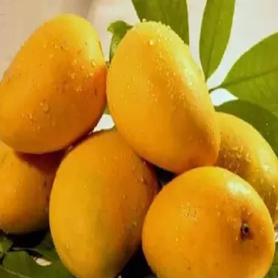 बहुतेक लोकांना माहित आहे की आंबा उष्ण आहे आणि शरीराचे तापमान देखील वाढवू शकतो. रात्री आंबा खाल्ल्याने त्वचेच्या समस्या देखील होऊ शकतात. 