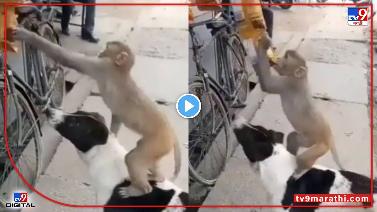 Video : दोस्ती की सच्ची दास्तान! माकड आणि कुत्र्याची मैत्री, व्हीडिओची सोशल मीडियावर चर्चा...