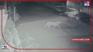 Chandrapur Leopard CCTV | शक्तिनगर वेकोली वसाहतीत बिबट्याचा संचार, घरांसमोर बिबट्याचा वावर, सीसीटीव्ही कॅमेऱ्यात कैद 