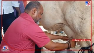 Chandrapur Leopard CCTV | शक्तिनगर वेकोली वसाहतीत बिबट्याचा संचार, घरांसमोर बिबट्याचा वावर, सीसीटीव्ही कॅमेऱ्यात कैद