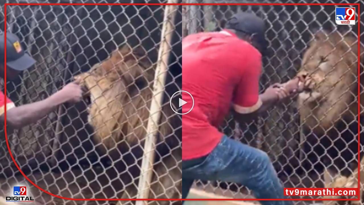 Video : सिंहाच्या जबड्यात हात घातला, पण जंगलाचा राजाच तो... त्याने जे केलं त्यामुळे जन्माची अद्दल घडली!