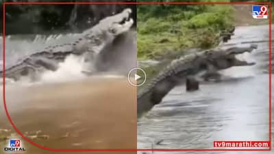 Video : महाकाय मगरीचा रस्त्यावर मुक्त संचार, पाहता-पाहता गायब झाली, पाहा नेमकं काय घडलं?