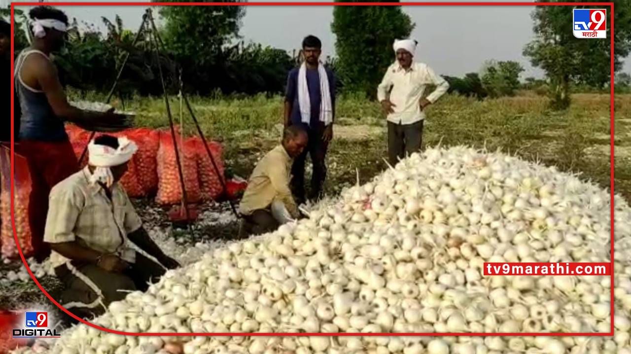 Onion : कांद्यामुळे शेतकऱ्यांचा वांदा, दुहेरी संकटामुळे नुकासानीच्या झळा अधिक तीव्र
