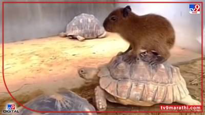 Video : ये दोस्ती हम नहीं तोडेंगे!, कॅपीबारा आणि कासवचा फ्रेंडशीपवाला व्हीडिओ व्हायरल...