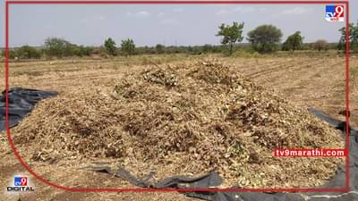 Summer Season: उन्हाळी सोयाबीन विकायचा विचारयं..! मग आगोदर दराचे चित्र काय ते पहाच?