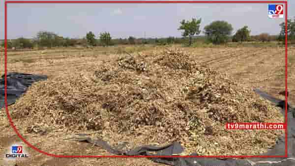 Summer Season: उन्हाळी सोयाबीन विकायचा विचारयं..! मग आगोदर दराचे चित्र काय ते पहाच?