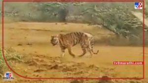 Chandrapur Tiger Death | 40 बछड्यांचा बाप गेला, ताडोबात होता दरारा; सिन्हाळा जंगलात सापडला मृतदेह