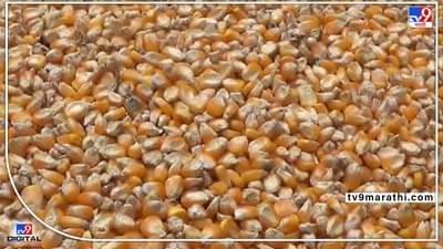 Lasalgoan : कांद्याचा वांदाच, चारा पीक असलेल्या मकाचा शेतकऱ्यांना दुहेरी फायदा..!