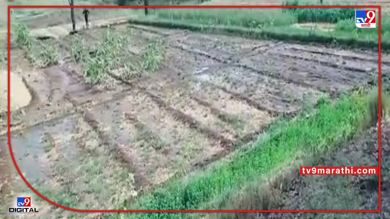 नाशकातल्या कळवणमध्ये धरणाचे पाणी शेतात गेल्याने काढणी केलेल्या कांदा पिकाचे नुकसान, शेतकऱ्यांची प्रशासनाकडे मदतीची मागणी