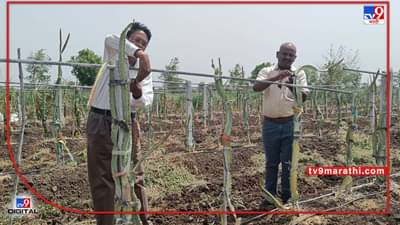 Success Story : हंगामी पिकांचा वणवा तिथे बहरतेय ड्रॅगन फ्रूट शेती, कन्हेरीच्या शेतकऱ्याने कशी साधली किमया?