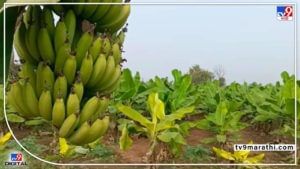 Jalgaon : संत्री-आंब्याची आवक घटली अन् केळीचा गोडवा वाढला, खानदेशात कसे बदलले फळांच्या दराचे चित्र?