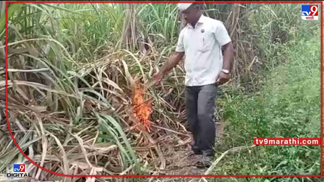 Sugarcane : सहनशीलतेचा अंत, उसाच्या फडाला लावली काडी अन् उसतोड कामगरांबरोबर शेतकऱ्याची अशी ही गांधीगिरी