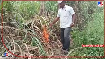 Sugarcane : सहनशीलतेचा अंत, उसाच्या फडाला लावली काडी अन् उसतोड कामगरांबरोबर शेतकऱ्याची अशी ही 'गांधीगिरी'