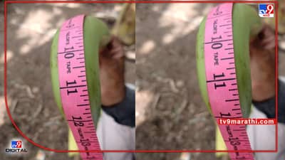 Banana : ऐकावे ते नवलंच..! 13 इंच लांब केळी, अंबानींच्या कंपनीलाही मध्यप्रदेशातील केळीची भुरळ