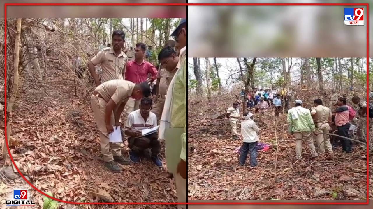 Wardha Tiger Attack : वर्ध्यात पुन्हा दहशत! वाघाच्या हल्ल्यात एक ठार, एक गंभीर, तेदुपत्ता संकलनाकरिता गेल्या होत्या महिला